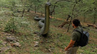 Biggest Snake Attack in Amazon Forest
