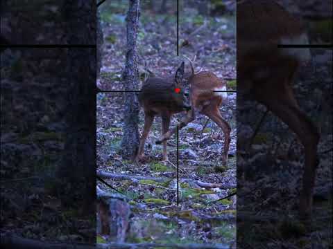 Deer hunting | Caccia al cervo | Chasse au cerf