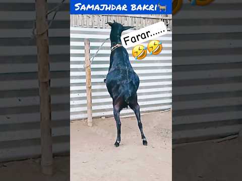 Farar hui bakri…🤣🤣#rooftop #goat #farming #goatfarming #facts #fun