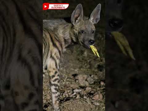 ?Esto sucede cuando un perro enfrenta una Hiena