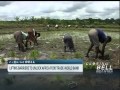 Challenges and Opportunities in African Agriculture