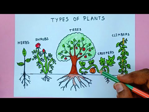 Types of Plants Drawing | Plants Drawing | Easy Tree, Shrub, Creeper, Climber, Herbs  Drawing