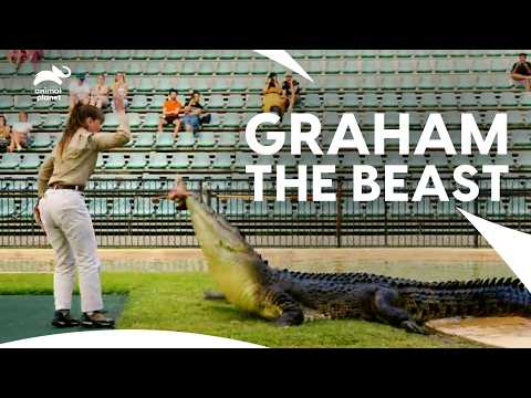 Irwin Family Faces 15 FT Giant Crocodile for Demonstration | Crikey! It's The Irwins | Animal Planet