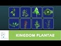 Plant Biology Concepts and Characteristics