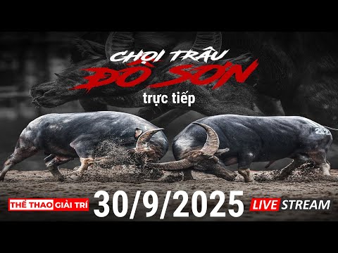 🔴 30/9/25 Trực Tiếp Lễ Hội Chọi Trâu ĐỒ SƠN 2025.