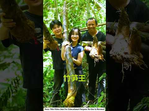 We collected a lot of bamboo shoots #shorts #facts #youtubeshorts #funny #viralshorts