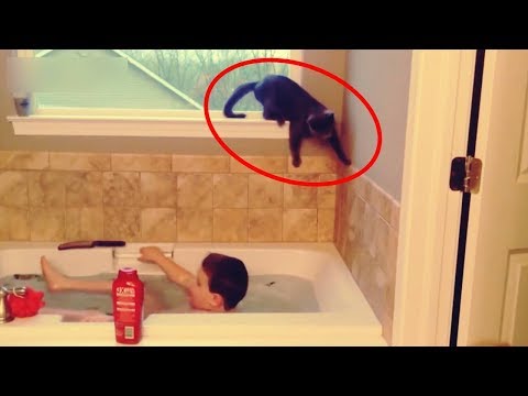 OS MELHORES VACILOS DE ANIMAIS EM ÁGUAS #2