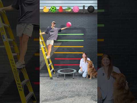 What will Bounce the Highest?