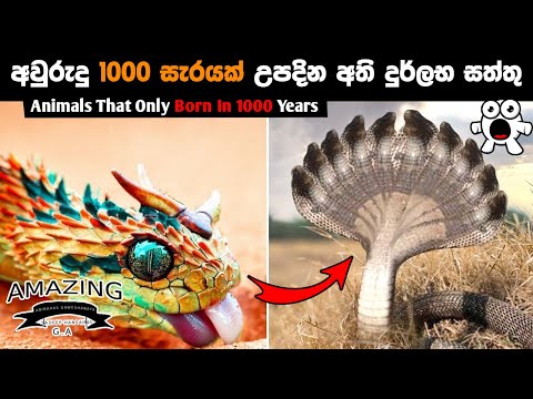 අවුරුදු 1000කට සැරයක් උපදින අති දුර්ලභ සත්තු. Ways to Make Money with Video Abirahas Gaweshanaya