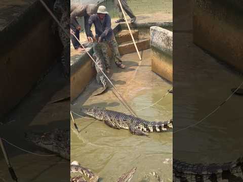 They only choose the big crocodiles.#shorts #song #short #subscribe #shortsfeed #animals #crocodile