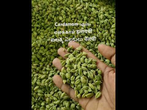 ഏലയ്ക്കbusiness 🤑idukki #cardamom #chenni #music #love #mumbai #tamil #india #kerala #Delhi #mallu