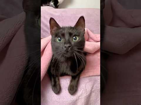 Catโs new home ๐ pouch hoodie l๐พ #cats #rescue