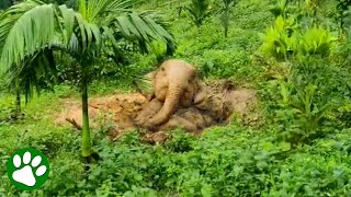 Elephant stuck in muddy pit asks for help