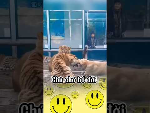 Chúa tể loài hổ gọi tên ngài chó | hài hước mọi lúc #funny #shorts