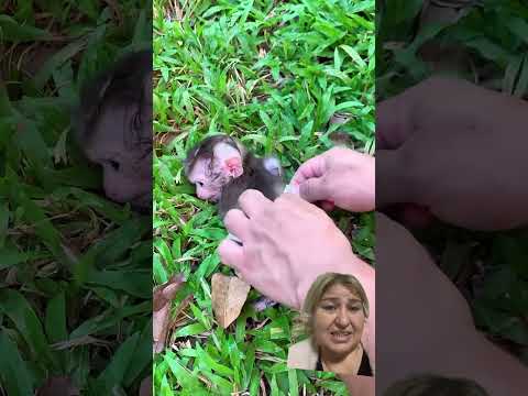 Maymun altına gagasını yapmış #monkey #babymonkey #animals #cute #baby #funny #duet #dolphinlove