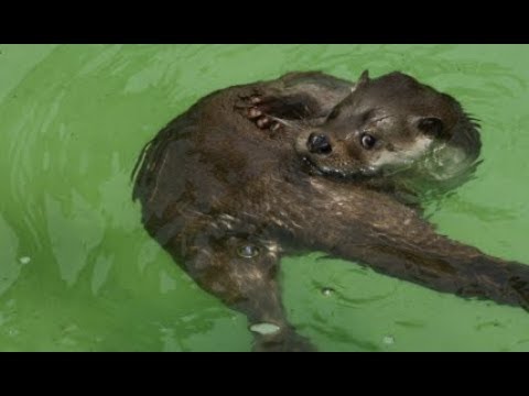 no6   20140703   水獺兄弟練泳 圓仔淡定室內納涼 Swim Practice of European Otter Pups - YouTube(2分34秒)