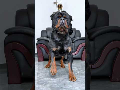 DOG BABYS ๐คฉ๐ Bres#shortsโโโโโโโ #doblajeโโโโโโโ#kangalโโโโโโโ #dogโโโโโโโ #factsโโโโ#ytshortsโโโโโโโ