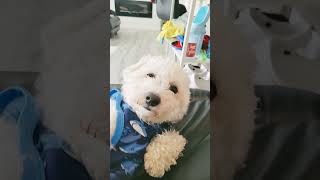 Tiny siendo Tiny #humor  #miperro #perrosdivertidos #perritos #pets #pet #viralshort #shortsviral