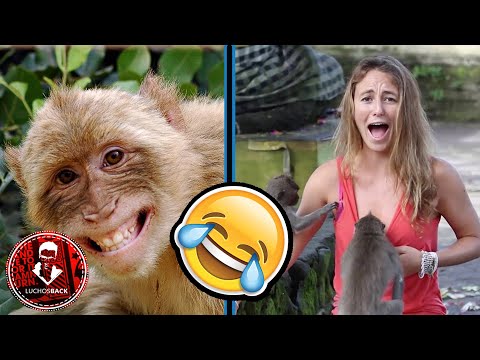 TOP 5 MONOS QUE SE SOBREPASARON CON SUS BROMAS
