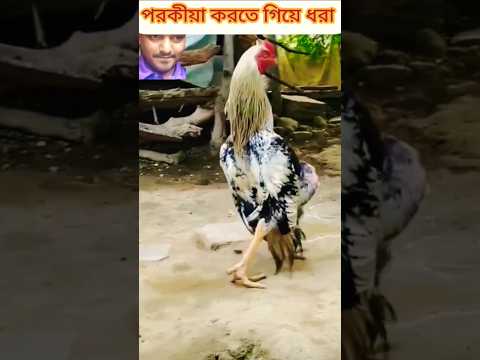 Funny Rooster। Shorts #rooster #funnyanimals #roosterlove #funny #chiken #animals #foryou #shorts