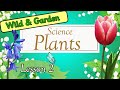 Plant Characteristics and Care