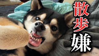 散歩に行きたくない柴犬、ブチ切れてやがる