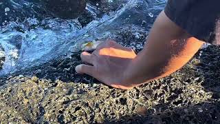 Catching eels for the next fishing trip 