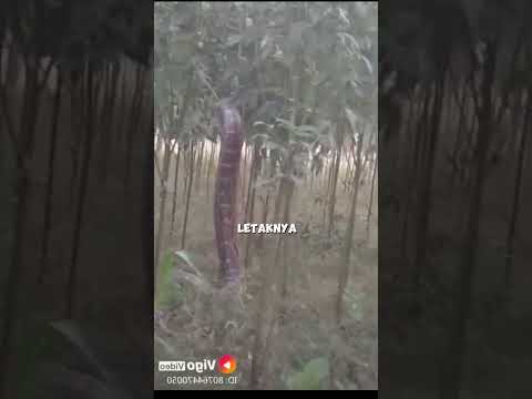 ULAR RAKSASA ANACONDA DI HUTAN RINDANG
