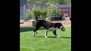 Hundskolan på Hund i Centrum hunddagis Göteborg