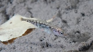 Three spined stickleback in a pond