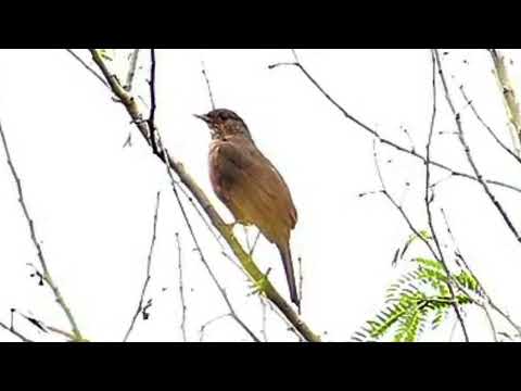 Sabiá laranjeira cantando muito com trinca ferro e outros pássaros!!