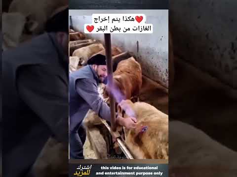 هذا غير معقول !!