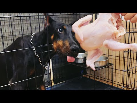 【ASMR】生の鶏一羽を丸ごと食べるドーベルマン