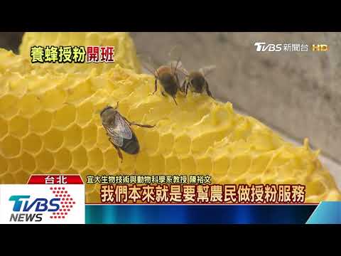 【十點不一樣】幫助瓜農授粉　他打造專職的「蜜蜂授粉業」 - YouTube(3分50秒)