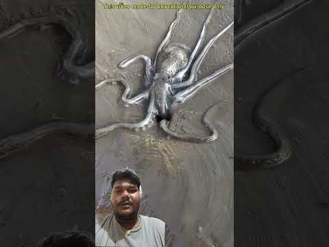 कैसे बॉटल मे ं गया#shorts #fishing #ekmotahathighumechala #crab