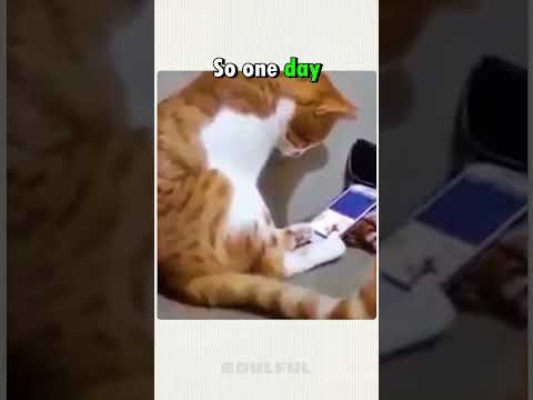 The Cat's Reaction After Seeing the Owner in the Video ♥ #shorts