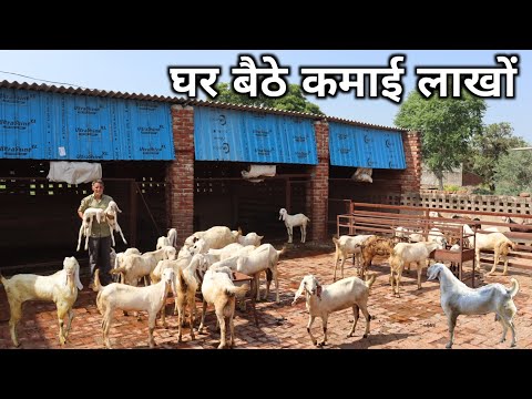 50 बकरी से सालाना कितनी कमाई ? | Goat Farming | Goat Farming Business | Goat Farm Tour