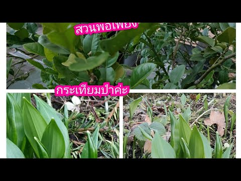 สวัสดีfcทุกท่านค่ะอัพเดตสวนพอเพียงเล็กๆค่ะกระเทียม Nam สาวเมืองศีร คนไกลบ้าน สวัสดีfcทุกท่านค่ะอัพเดตสวนพอเพียงเล็กๆค่ะกระเทียม