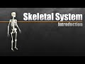Exploring the Functions of the Skeletal System