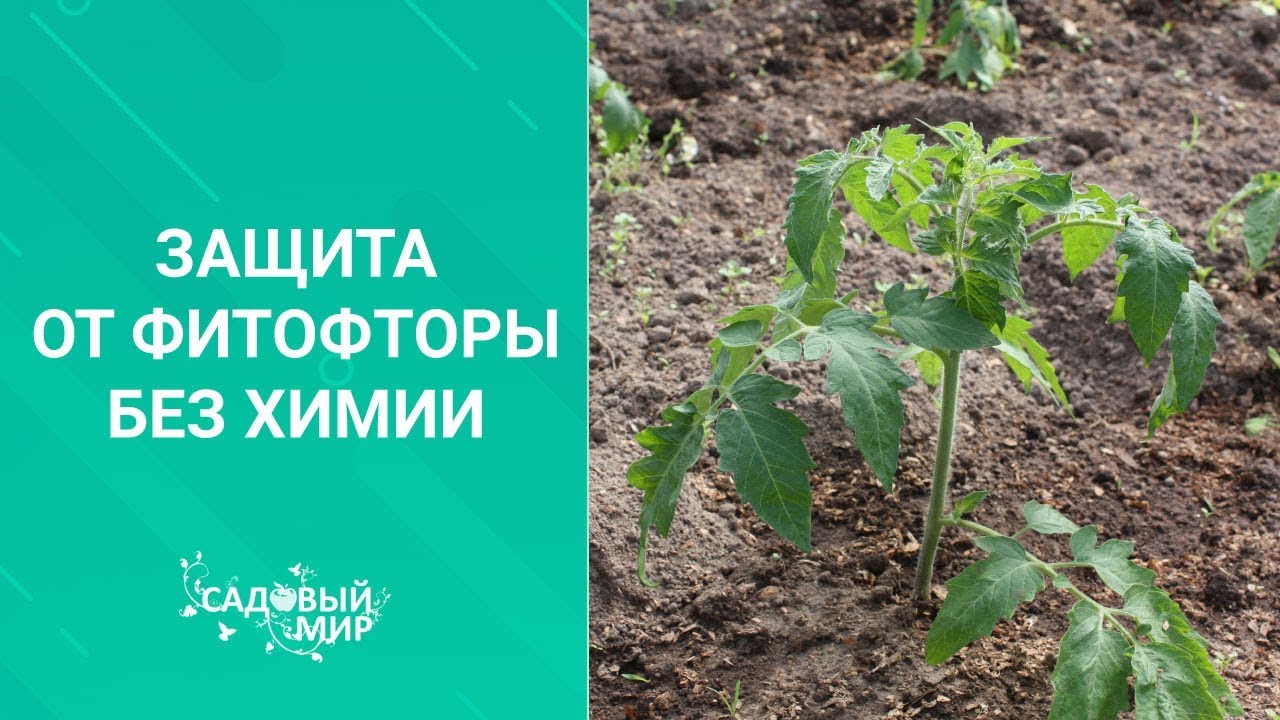 Защита и лечение томатов от фитофтороза БЕЗ ХИМИИ!
