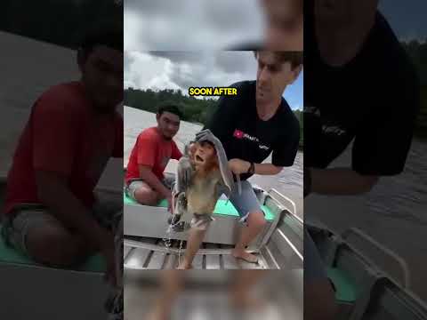 This Little Monkey Rescued from a river!!!