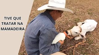 BEZERRA SEM MÃE - VEJA COMO CUIDAR DELA COM LEITE EM PÓ ESPECIAL