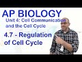 Cell Cycle Regulation and Cancer