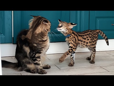 СЕРВАЛ ИЩЕТ ПОДХОД К КОТАМ / Забавная уточка от Мяурицио