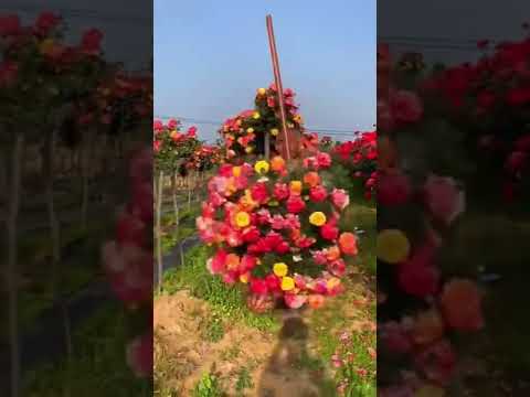 Hoa Hồng Trung Quốc #hoahồng #cácloạihoahồng #vườnhoahồngchuẩngardentv #rose