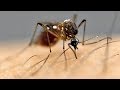 Mosquito Attraction and Genetics