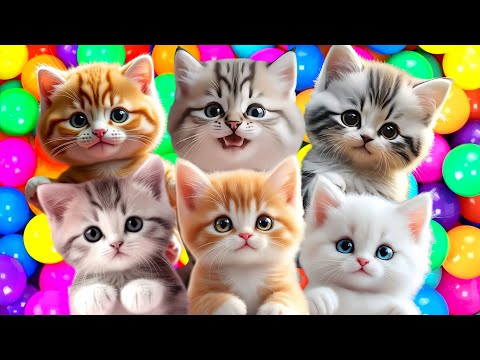 ANAK KUCING MEONG MEONG | Lagu Anak Anak | Lagu Anak Indonesia Populer Si Meong Kucing Lucu