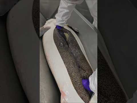 fish caviar rich food expensive #fish #fishing #food #foodlover