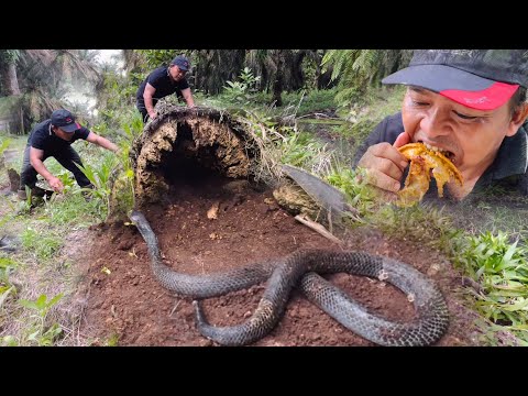 30 TAHUN AKHIRNYA NEKAT MAKAN SOSOK ULAR COBRA MONSTER HITAM BERBISA TERBESAR DI DUNIA