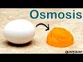 Exploring Osmosis Through a Fun Egg Experiment